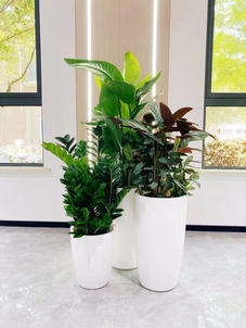 专业余姚植物租摆,给你精致的绿植租赁体验!